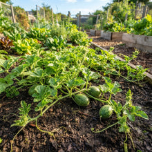 Rockmelon Piel de Sapo Seeds for Planting
