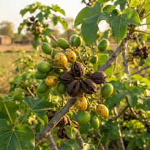 Jatropha curcas Seeds for Planting