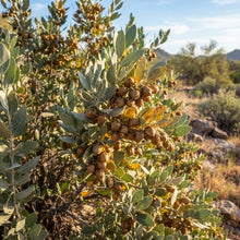 Jojoba Seeds for Planting
