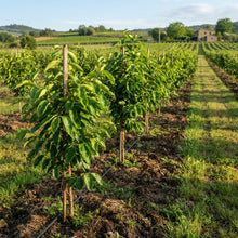 Italian Persimmon Tree Seeds for Planting
