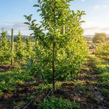 Jonagold Apple Seeds for Planting