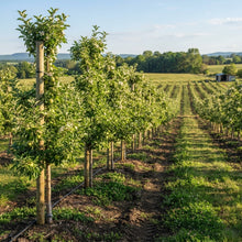 Granny Smith Apple Seeds for Planting