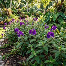 Tibouchina Flowering Live Plant for Garden Planting