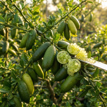 Finger Lime Seeds for Planting