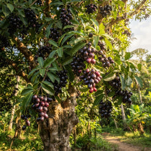 Malabar Plum Seeds for Planting