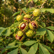 Aesculus glabra Buckeye Seeds for Planting