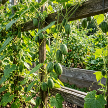 Cucamelon Mouse Melon Seeds for Home Garden