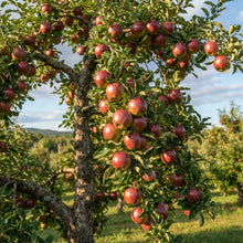 McIntosh Apple Seeds for Planting