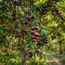 Star Apple Seeds for Planting
