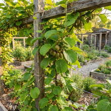 Sungold Kiwi Seeds for Planting