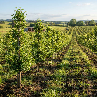 Asian Pear Tree Seeds for Planting