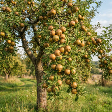 Ashmead's Kernel Apple Seeds for Planting