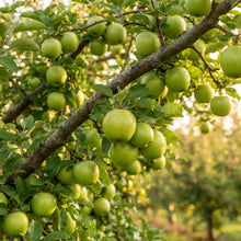Granny Smith Apple Seeds for Planting