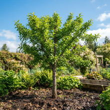American Plum (Prunus americana) Seeds for Planting