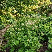 Astrantia Major Roots for Garden Flower Planting