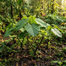 Ficus auriculata Seeds for Planting