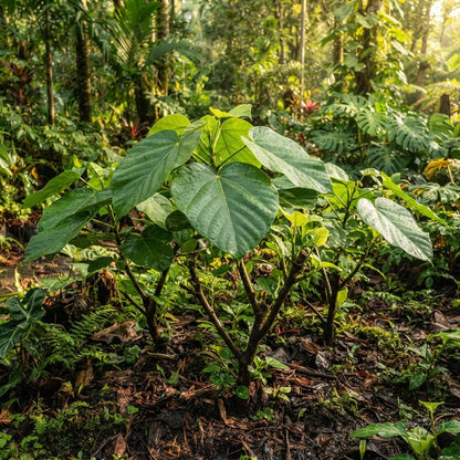 Ficus auriculata Seeds for Planting