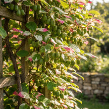 Variegated Arctic Beauty Kiwi (Actinidia kolomikta) Seeds for Planting