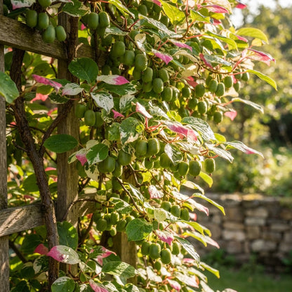Variegated Arctic Beauty Kiwi (Actinidia kolomikta) Seeds for Planting