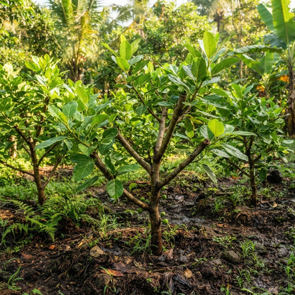 Cluster Fig (Ficus racemosa) Seeds for Planting