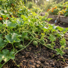 Prescott Fond Blanc Oka Melon Seeds for Planting