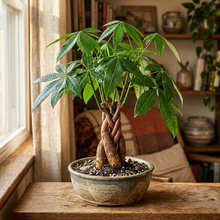 Pachira Aquatica Indoor Bonsai Live Plant