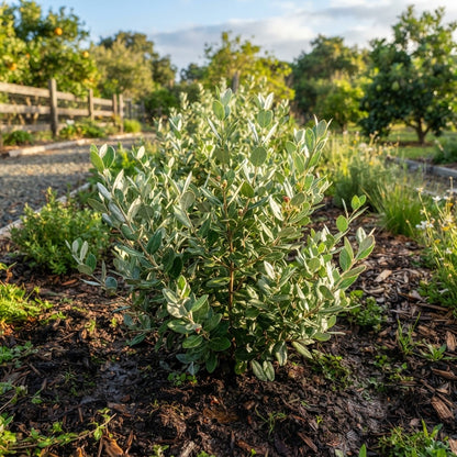 Pineapple Guava (Feijoa) Seeds for Planting
