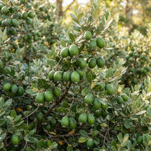 Pineapple Guava (Feijoa) Seeds for Planting