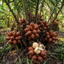 Salak (Salacca zalacca) (20 pcs) Seeds for Planting