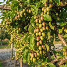 Geneva Kiwi Seeds for Planting