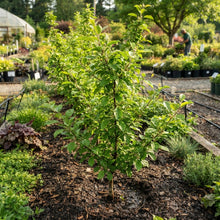 Sargent Crab Apple Seeds for Planting
