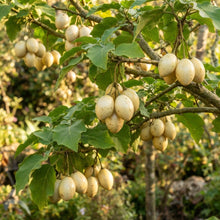 Tamarillo White Egg Seeds for Planting