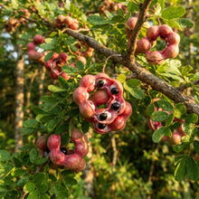 Manila Tamarind (Jungle Jalebi) (100 Seeds) Seeds for Planting