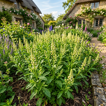 Garden Mignonette Reseda Flower Seeds