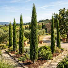 Italian Cypress Tree Seeds for Landscaping and Hedges
