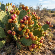 Green Prickly Pear (Opuntia lasiacantha) Cactus Seeds for Planting