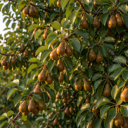 Birchleaf Pear Rootstock Seeds for Planting