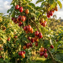 Tree Tomato (Solanum betaceum) Seeds for Planting