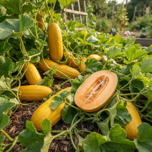 Banana Melon Seeds for Planting
