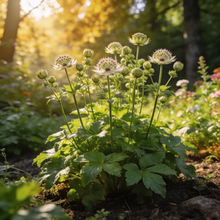 Astrantia Flower Seeds - Astrantia Flower Seeds for Garden