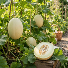 Pure Pearls Oval White Muskmelon Seeds for Planting