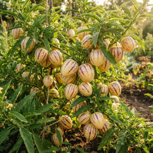 Pepino Melon Pear  Seeds for Planting