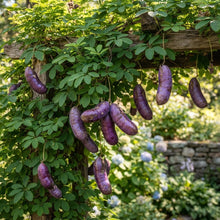 Chocolate Vine (Akebia quinata) Seeds for Planting