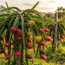 Mixed Colour Pitaya Dragon Fruit Seeds for Planting