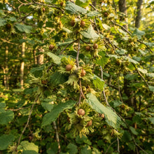 American Hazelnut Tree Seeds for Planting