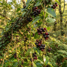 Sarsaparilla Nostrana (Smilax ornata) Seeds for Planting