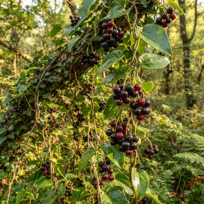 Sarsaparilla Nostrana (Smilax ornata) Seeds for Planting