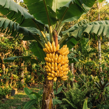 Dwarf Banana Tree Seeds for Planting