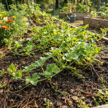 Banana Melon Seeds for Planting