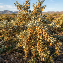 Jojoba (Simmondsia chinensis) Seeds for Planting
